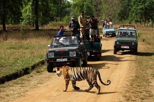 Pench Jungle Safari